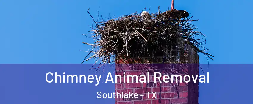 Chimney Animal Removal Southlake - TX