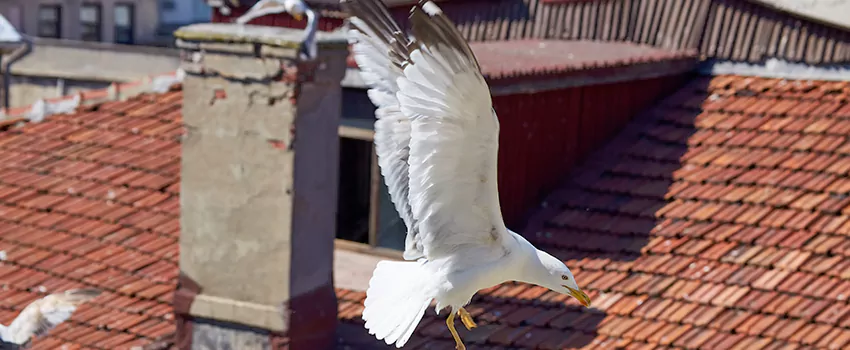 Residential Chimney Animal Removal Solution in Southlake, TX